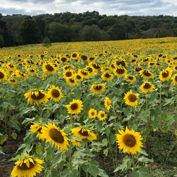 Meet your Posher, Casey - Picture 1 of 1